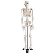 Human Skeleton Model for Anatomy Student - 17 Inches