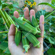 Hybrid Bhendi Okra Seeds