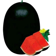 Hybrid Black Water Melon Seeds 5pcs