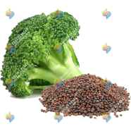 Hybrid Broccoli Seeds 10 Pcs Re-Pack (JAPAN) - F1