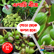 Hybrid Cardamom Seeds Elachi Imported