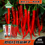 Hybrid Chinese Long Chili Seeds
