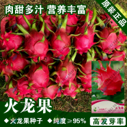 Hybrid Dragon Fruit Seeds - 10pcs