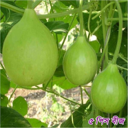 Hybrid F1 Bindu Lau Seeds Re-Pack (Thailand) - 5 Pcs