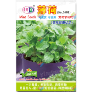 Hybrid F1 Pudina Seeds Intact Pack 5gm