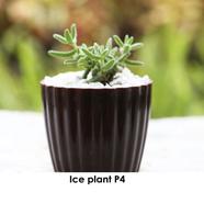 Brikkho Hat Ice Plant / Pickle Plant - 355