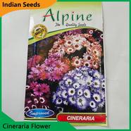 Indian Flower Seeds in Bangladesh- Cineraria Flower