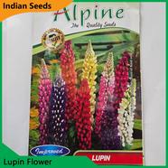 Indian Flower Seeds in Bangladesh- Lupin Flower