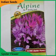 Indian Flower Seeds in Bangladesh- Spider Flower