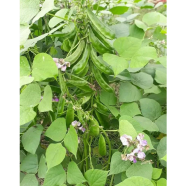 Jari Bean Seed