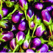 Jhuri Brinjal Seeds - 0.1gm 