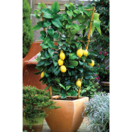 Lemon Seeds 