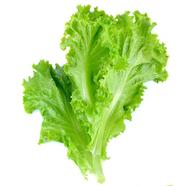 Lettuce Seed 