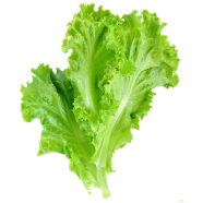 Lettuce Seed 