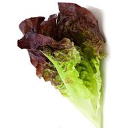 Lettuce Green Seed 