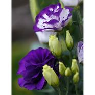 Lisianthus Seed 5pcs