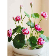 Lotus Seed 