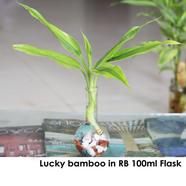 Brikkho Hat Lucky Bamboo in RB 100ml flask - 255