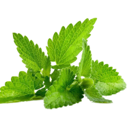 Mint Seed 