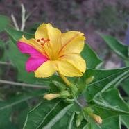 Mirabilis Flower Yellow Seed