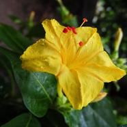 Mirabilis Yellow Flower Seed 