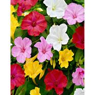 Mirabilis Varieties Flower Seed 