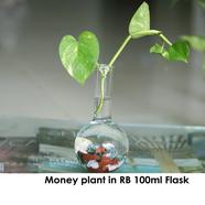 Brikkho Hat Money Plant in RB 100 ml flask - 256