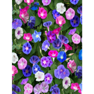 Morning Glory Seed 
