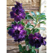 Multicolor Adenium Obesum Seeds