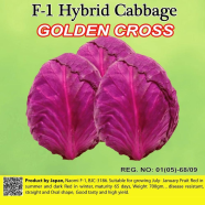 Naomi Seed Cabbage Golden Cross - 1 gm