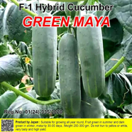 Naomi Seed Cucumber Green Maya - 1 gm