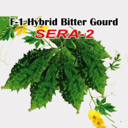 Naomi Seed F-1-Hybrid Bitter Gourd 5 gram - SERA-2