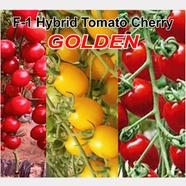 Naomi Seed F-1 Hybrid Tomato Cherry GOLDEN 50 Pcs Seed