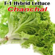 Naomi Seed Hybrid Lettuce Chanchal 1 gm - F-1