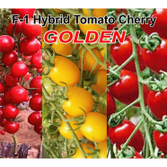 Naomi Seed Hybrid Tomato Cherry Yellow 50 Pcs Seed - F-1