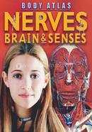 Nerves, Brain and Senses