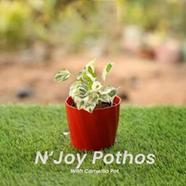 Brikkho Hat Njoy pothos - 581