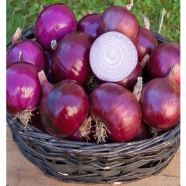 Onion Seed 
