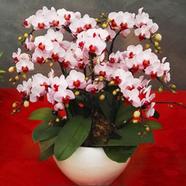 Orchid Seed 