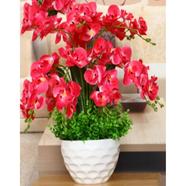 Orchid Red Flower Seed 