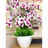 Orchid Flower White Seed 