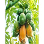 Papaya Seed 