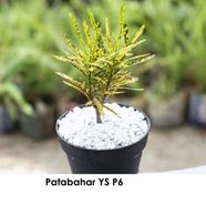 Brikkho Hat Patabahar Yellow - 518
