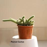 Brikkho Hat Peanut Cactus - 350