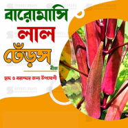 RED Okra Seeds Re-Pack (Thailand) - 5pcs 