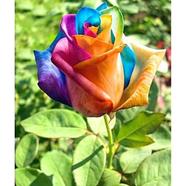 Rainbow Rose Seed Re-Pack