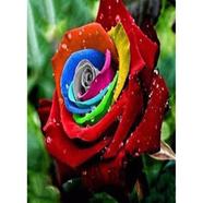 Rainbow Rose Seed 