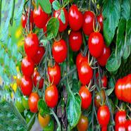 Red Cheryy Tomato Seed 