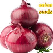 Red Hybrid Onion Seeds 1gm Re-Pack