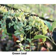 Brikkho Hat Reen Leaf | Dischidia Creeper Plants | Button Orchid - 413